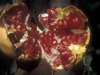 012 pomegranate close-up, ihls, gs110190.jpg